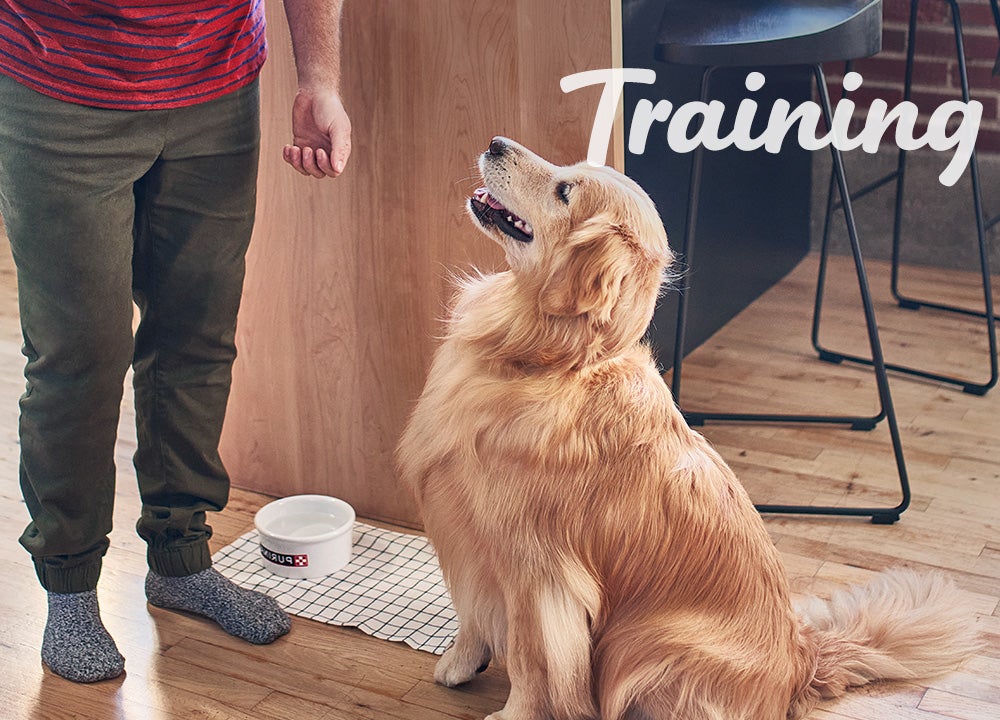 train your dog or cat train your dog or cat